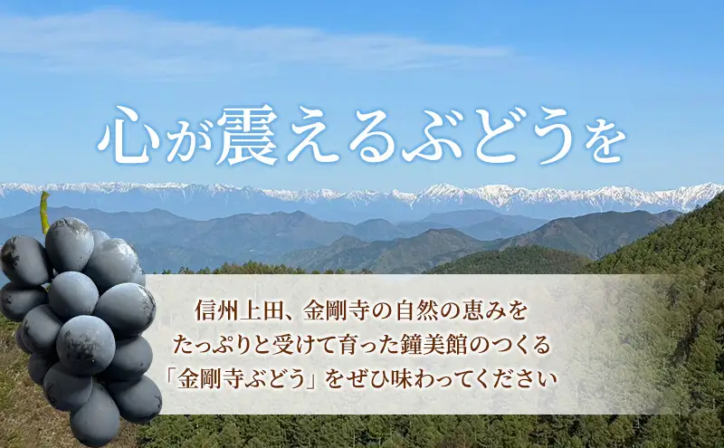 ナガノパープル 信州上田産金剛寺ぶどう 約1kg 2～3房 ぶどう 葡萄 ブドウ 長野パープル 1kg 果物 くだもの フルーツ デザート 旬の果物 旬のフルーツ 長野県 長野