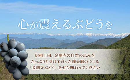 ナガノパープル 信州上田産金剛寺ぶどう 約2kg 4～5房 ぶどう 葡萄 ブドウ 長野パープル 2kg 果物 くだもの フルーツ デザート 旬の果物 旬のフルーツ 長野県 長野