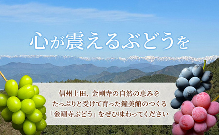 シャインマスカット ナガノパープル クイーンニーナ 信州上田産金剛寺ぶどう 3色 セット 信州上田産 約2kg 4房 詰め合わせ 葡萄 ブドウ 2kg 果物 くだもの デザート 旬のフルーツ 長野県 
