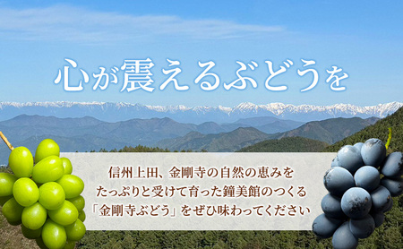 シャインマスカット ナガノパープル 信州上田産金剛寺ぶどう 約1kg 2房 詰め合わせ シャインマスカット ナガノパープル 葡萄 ブドウ 1kg 果物 くだもの フルーツ デザート 旬の果物 旬のフルーツ 長野県 長野