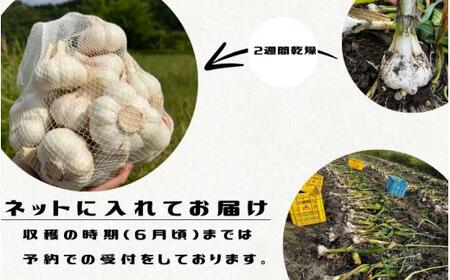 秘境の地からお届けする あゆみファームの訳あり乾燥にんにく １kg【2025年6月中旬以降順次発送】/ にんにく ニンニク 訳あり 予約受付 ガーリック 和歌山【aym005】