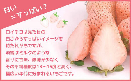 【12月以降発送】白いちご 淡雪 ご家庭用 約1000g ｜ 西谷農園
