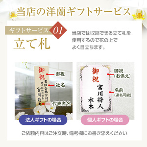 洋蘭 大輪 胡蝶蘭 3本立ち (高さ約80cm幅約50cm) 