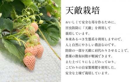 【年末年始発送】白いちご 淡雪 約500g ｜ 西谷農園