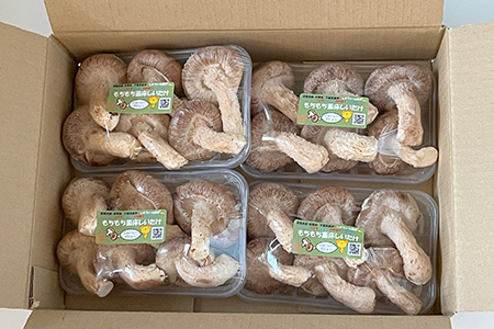 もちもち菌床生しいたけ　おまかせBOX　400g