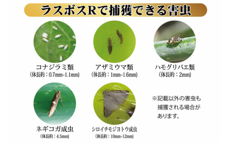 家庭菜園やビニールハウス栽培の必需品！害虫捕虫用粘着シート『ラスボスＲタイプ』50枚セット｜害虫対策 駆除 シート 強力 速効性 虫よけ 侵入※着日指定不可