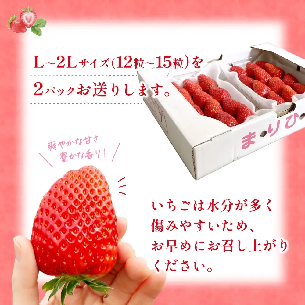 【先行予約】まりひめ いちご 12粒～15粒入り×2パック（500g）2027年1月中旬頃～2027年3月下旬頃に順次発送予定（お届け日指定不可）/ いちご 苺 まりひめ 和歌山 フルーツ 果物 くだもの【kgr007B】