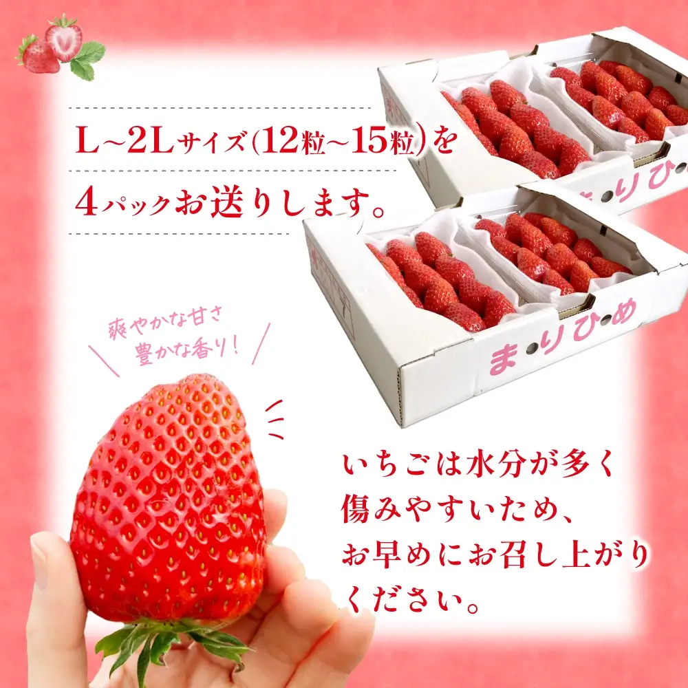 【先行予約】まりひめ いちご 12粒～15粒入り×4パック（1kg）2027年1月中旬頃～2027年3月下旬頃に順次発送予定（お届け日指定不可）/ いちご 苺 まりひめ 和歌山 フルーツ 果物 くだもの【kgr008B】