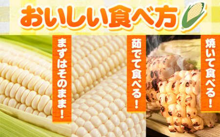 朝採れ 白いとうもろこし 白いおおもの 約5kg (13本入 2L) 七戸宏大 岩手県九戸村