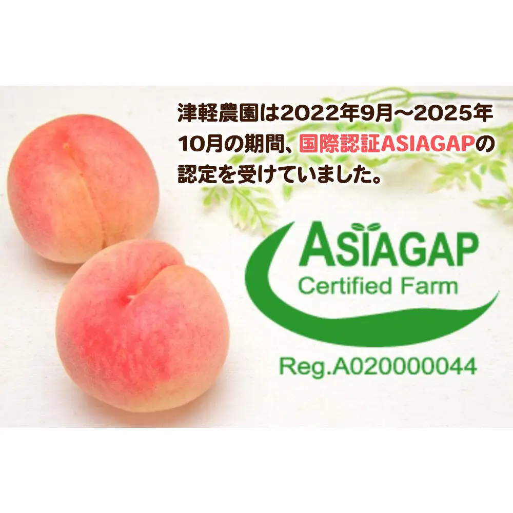 【26年8月発送】桃 約3kg(8～14玉程度) 青森【2026年産 あふれる果汁 まどか】もも 家庭用 くだもの フルーツ 果物 津軽農園 採れたて 農家直送