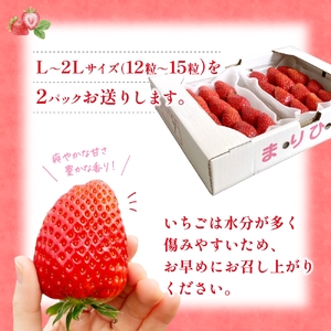 【先行予約】まりひめ いちご 12粒～15粒入り×2パック（500g）2027年1月中旬頃～2027年3月下旬頃に順次発送予定（お届け日指定不可）/ いちご 苺 まりひめ 和歌山 フルーツ 果物 くだもの【kgr007B】