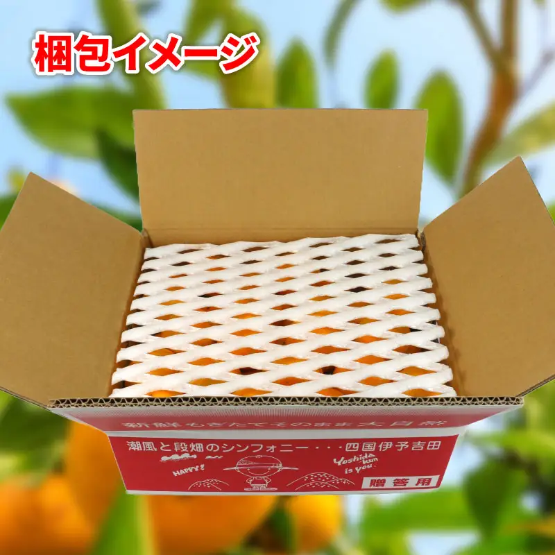 贈答用 早生みかん 宮川早生 5kg 植村農園 早生 わせ 贈答 ギフト プレゼント 果物 フルーツ 柑橘 みかん 蜜柑 産地直送 農家直送 数量限定 国産 愛媛 宇和島 B010-153008
