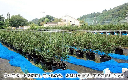 【定期便】 ブルーベリー三昧Cセット（約26kg／13回発送） 完熟生ブルーベリー（8月中旬以降は冷凍ブルーベリー） エコえひめ認証