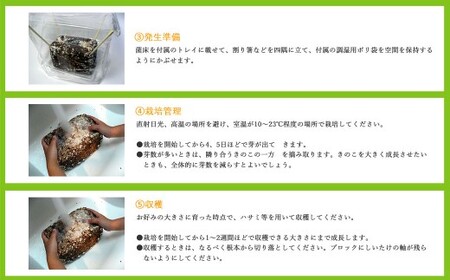 しいたけ栽培キット にょきっと 6個セット