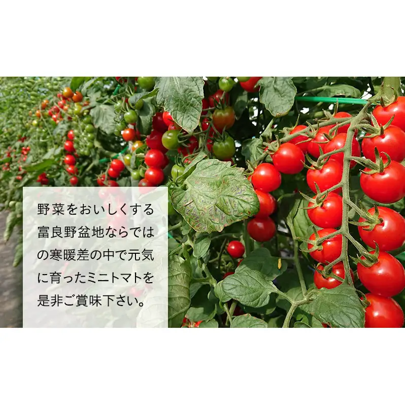 野菜セット 富良野産 完熟 ミニトマト キャロル アスパラ 緑紫【全3回】【定期便】
