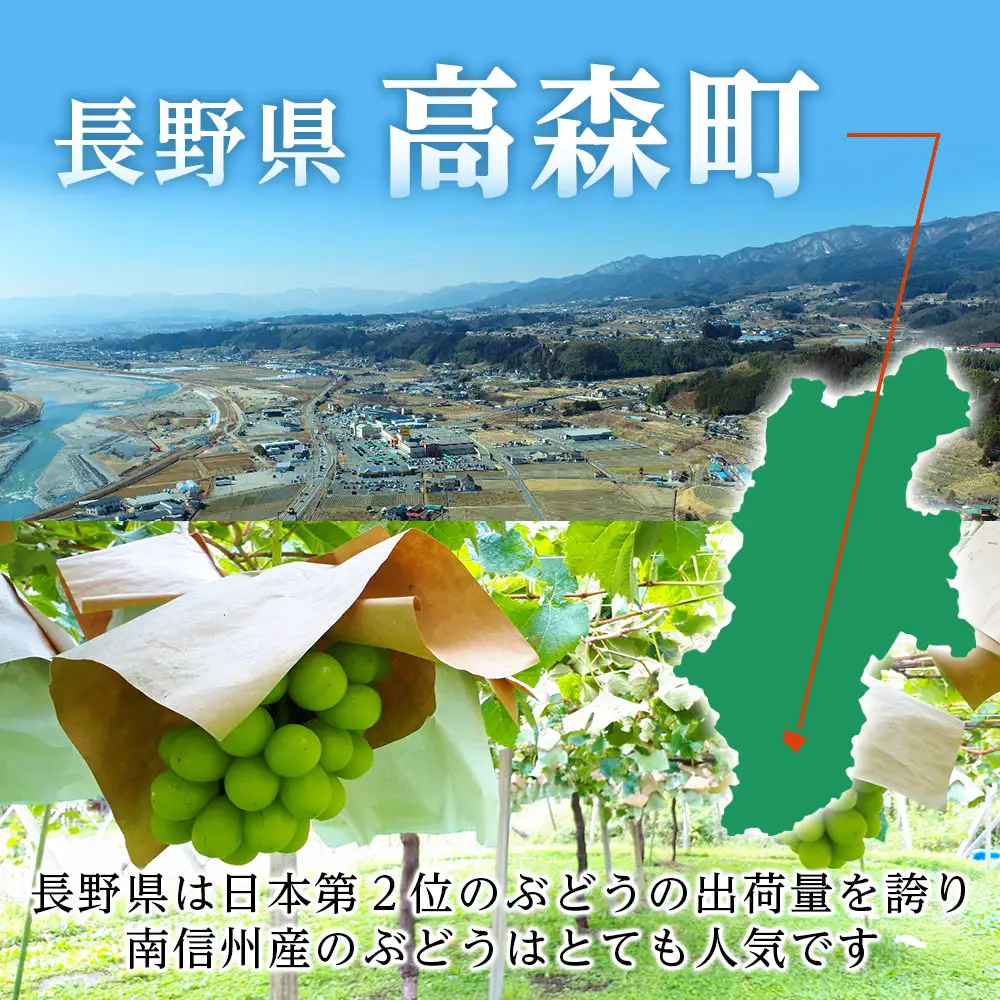 【南信州高森産】シャインマスカット1.2kg＜2026年9月中旬より発送＞