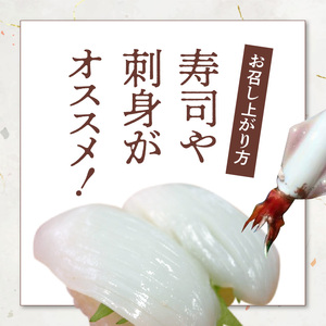 沖永良部島 イカ の 王様 ！ ソデイカ 500g C010-022 魚介類 冷凍 烏賊
