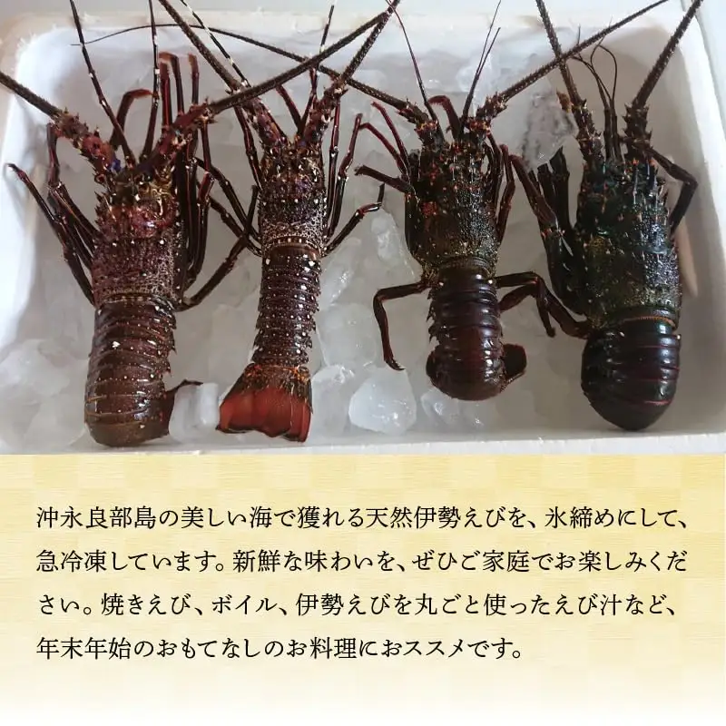 沖永良部 島産！ 天然 の 伊勢えび 1kg ( 3匹 ) C034-003 魚介類 冷凍 海老 エビ 伊勢海老