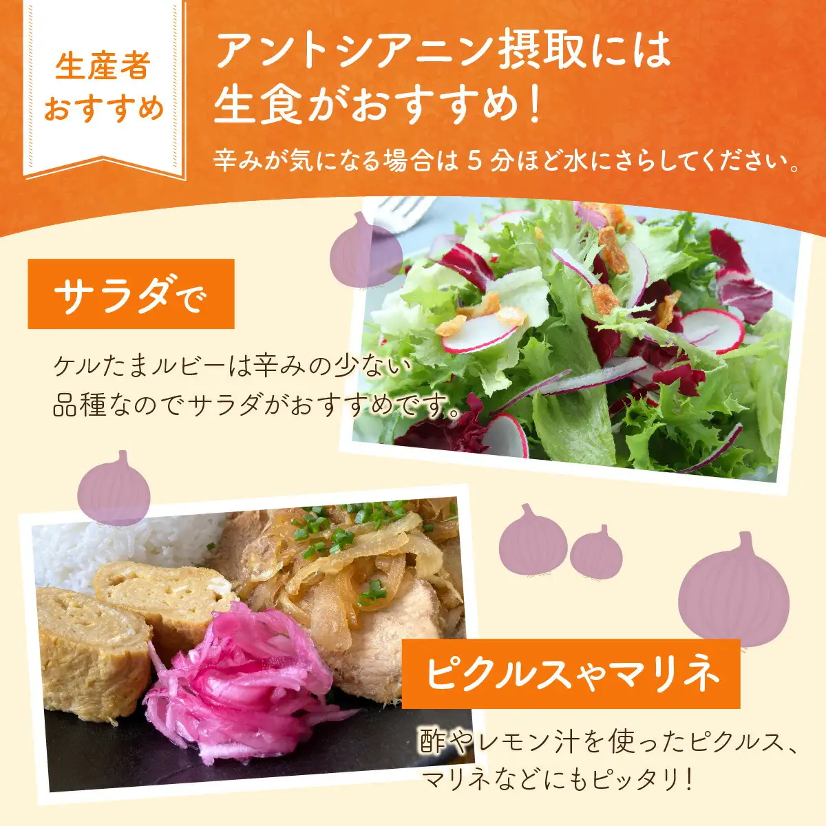 【 先行予約 / 7月上旬より発送】 福井県産 玉ねぎ ケルたまルビー 5kg / 野菜 やさい タマネギ たまねぎ / 小浜市 / 今富の宝 [BFCI002] 