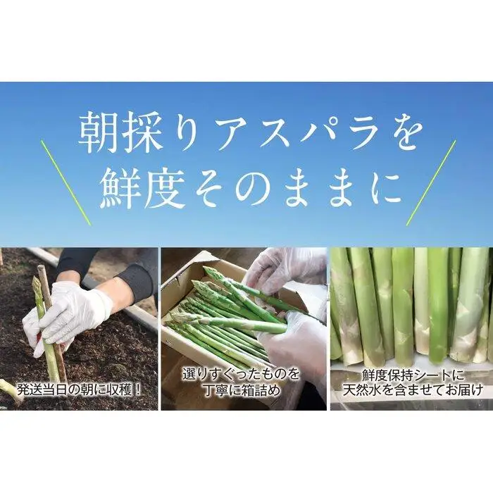【朝採り直送】夏芽アスパラガス 1kg（L-Mサイズ）福岡県産 2026年