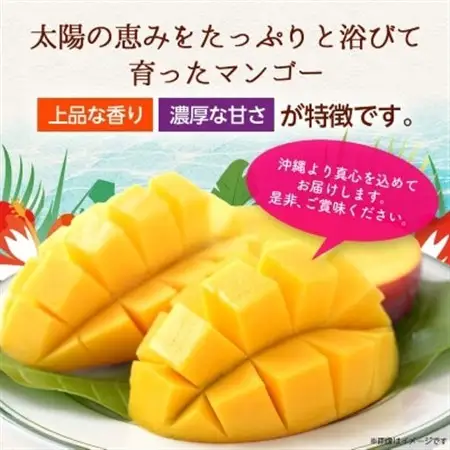 【2027年6月から順次発送・訳あり】アップルマンゴー1.5kg(3～6玉)【配送不可地域：離島】【1494040】