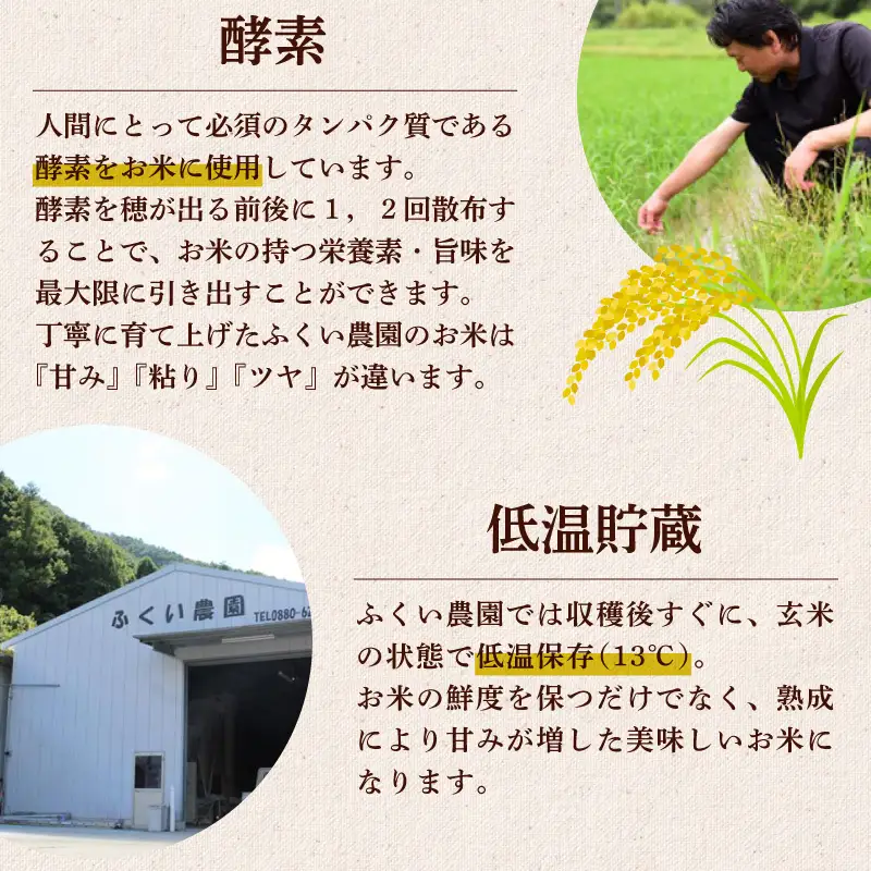 米 コシヒカリ10kg 新米 お米