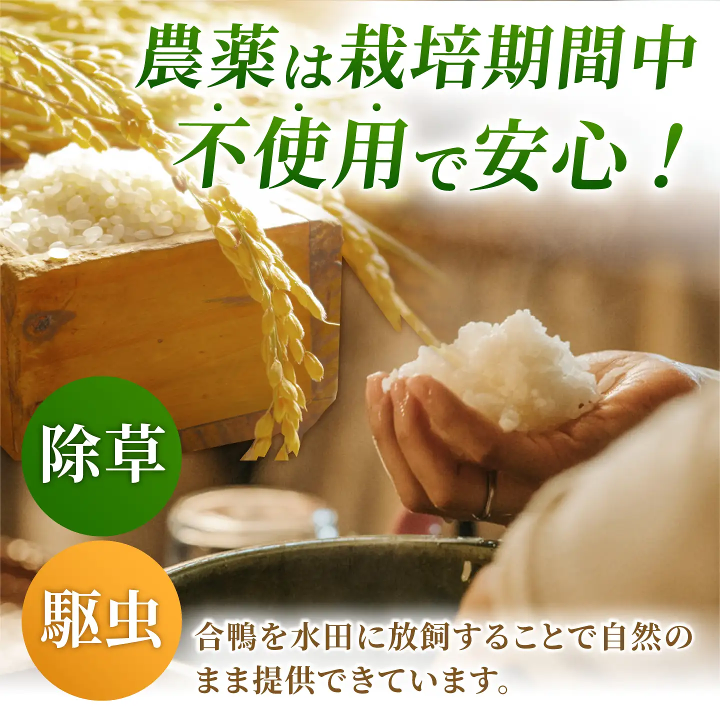 〈令和7年度産米〉 合鴨農法米 5kg 【あいがもん倶楽部】 令和7年産 [ZAR026]