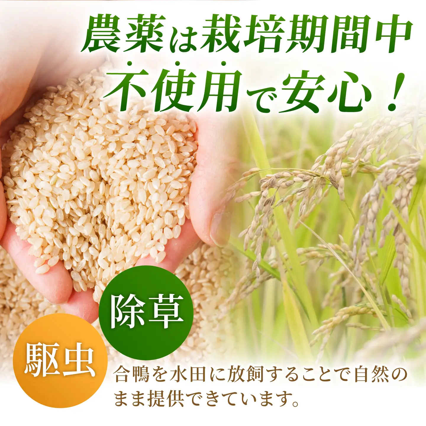 【先行予約】〈令和8年度産米〉 合鴨農法玄米 5kg 【あいがもん倶楽部】[ZAR028]