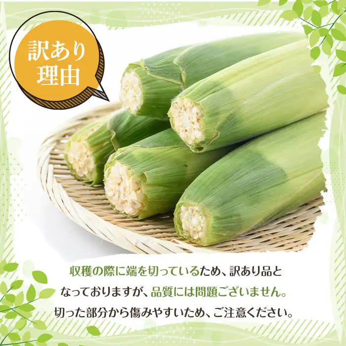 訳あり！白いとうもろこし「あられやこんコーン」(12本) 国産 トウモロコシ 玉蜀黍 ホワイト コーン 野菜 糖度 夏 イネ科 数量限定 期間限定 訳アリ 旬 【うとさんち】akn067-05