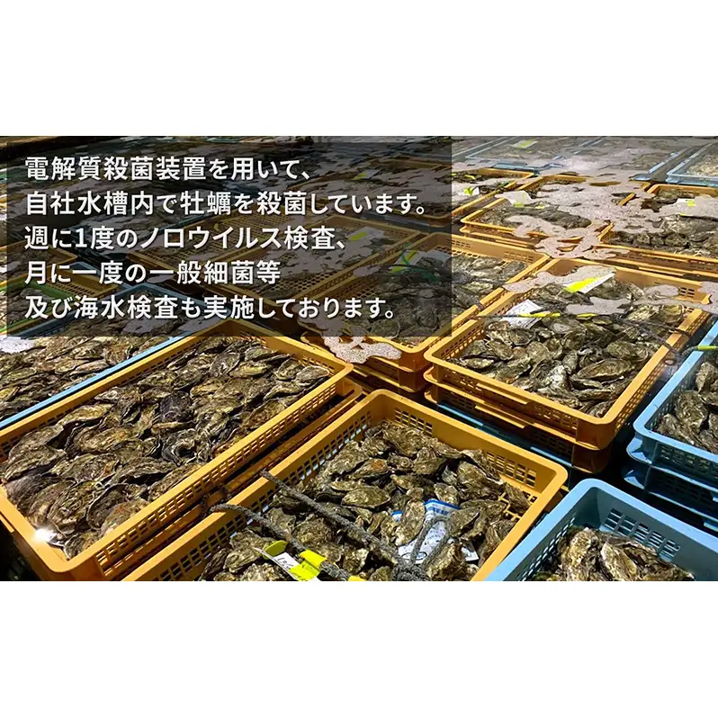 厚岸で産まれ30ヵ月育成 北海道 厚岸産 牡蠣 カキえもん LLサイズ 10個 カキ 
