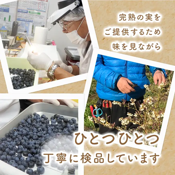 《2026年7月以降順次発送》ブルーベリー果実1kg（品種おまかせ）　ブルーベリー フルーツ【東和ブルーベリー研究農園】