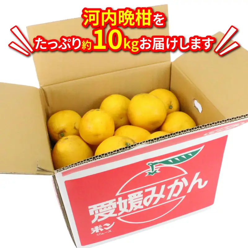 訳あり河内晩柑10kgハマみかん 柑橘 柑橘 B010-075011