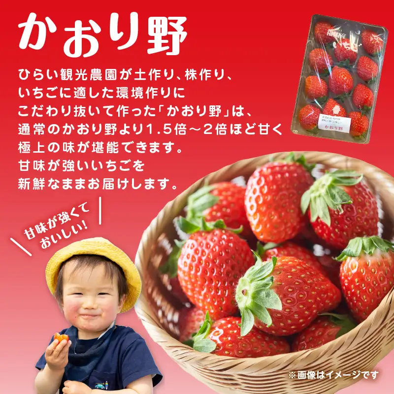 人気の2種いちご食べ比べセット「あまおう 250g」＋「かおり野 250g」合計500g｜2026年12月～順次発送＜ひらい観光農園＞ いちご イチゴ 苺 旬 期間限定 数量限定 デザート フルーツ 食べ比べ 福岡県 八女市065-010