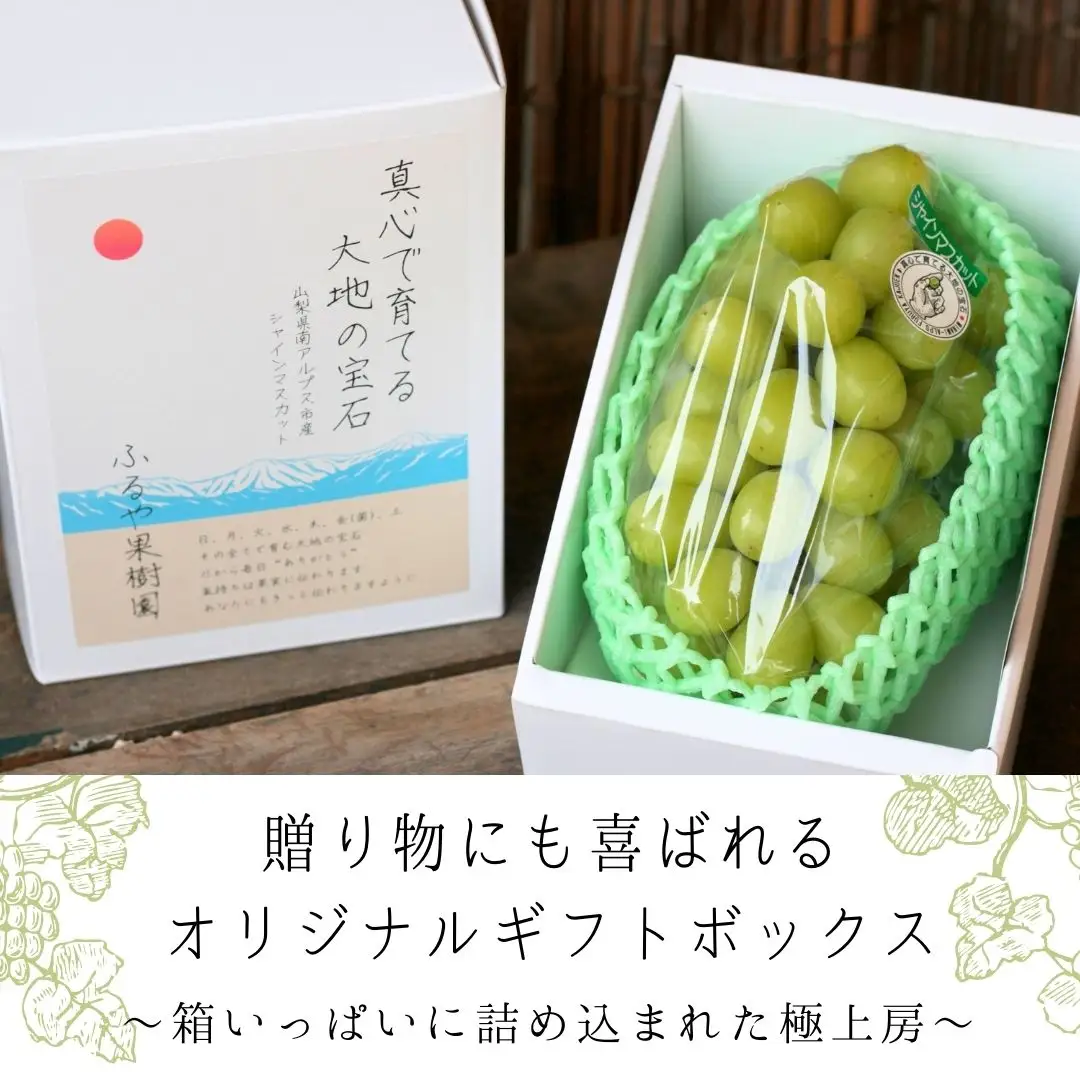 【令和8年発送・先行予約】南アルプス市産シャインマスカット(1房・約600g)真心で育てる大地の宝石！ ALPDX007