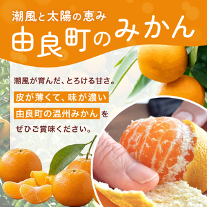 温州みかん 10kg (サイズおまかせ) ※2026年12月中旬～2027年1月下旬に順次発送予定 ※北海道・沖縄・離島配送不可 / ミカン 蜜柑 フルーツ 果物 柑橘 果実 由良町 国産 産地直送 和歌山県 【eiw004-r-10】