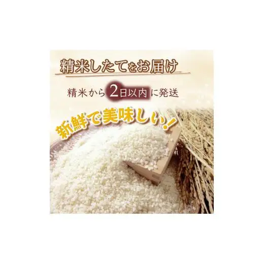 コシヒカリ 10kg 5kg×2袋 精米したて 減農薬 減化学肥料 白米 千葉県産コシヒカリ こしひかり 新鮮 鮮度 米 ちばエコ農産物