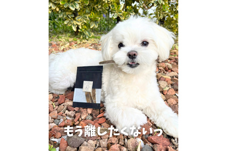 6-81 天然鹿の皮ガムと南アルプスの天然鹿肋骨の贅沢デンタルケアセット小型犬用 ALPDW013