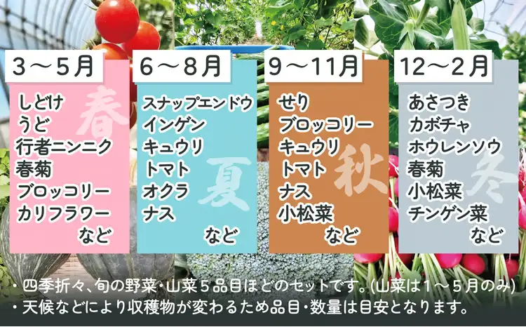 四季折々の野菜・山菜セット（5品目ほど）　45P3203【ひない渡辺農園しどけ村】