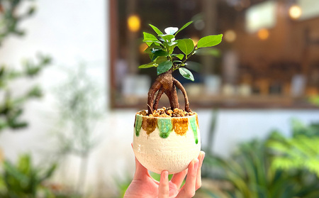 やちむん植木鉢作り体験　ガジュマル付き【SDGｓ】 やちむん 焼き物 陶芸 ガジュマル 植木鉢 体験 伝統 工芸 植物 鑑賞用 観葉植物 インテリア 初心者 ふるさと納税 おきなわ 沖縄 オキナワ 名護 ナゴ 国産