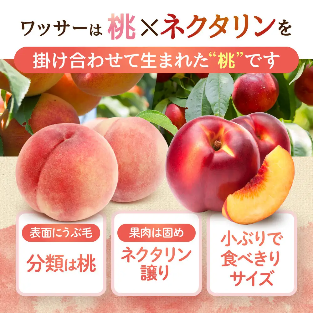 長野県長野市産　旬の桃ワッサー約２kg箱 | 桃 もも モモ もも