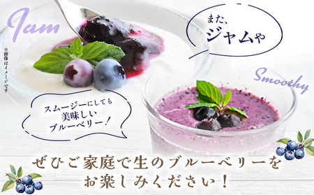 ＜愛媛県西予市産 ブルーベリー 約1kg（100g入り×10パック）＞ ぶるーべりー 果実 果物 生 くだもの フルーツ 国産 小分け ジャム スムージー 株式会社フジ・アグリフーズ 愛媛県 西予市【冷蔵】『2025年7月～8月末迄に順次出荷予定』OFA0006