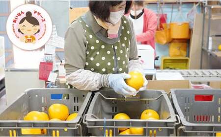 訳あり 紅 河内晩柑 （ S - L サイズ 混合 ） 10kg 7000円 みかん かわちばんかん 愛南ゴールド あいなん ゴールド 美生柑 文旦 グレープフルーツ 和製 幻 の 紅河内晩柑 紅晩柑 希少 家庭用 産地直送 国産 農家直送 糖度 果樹園 期間限定 数量限定 特産品 ゼリー ジュース 人気 限定 さわやか 甘い フルーツ 果物 柑橘 蜜柑 規格外 愛媛県 愛南町 あいなんマザーズ みかん 河内晩柑 愛南ゴールド みかん 河内晩柑 愛南ゴールド みかん 河内晩柑 愛南ゴールド みかん 河内晩柑 愛南ゴールド みかん 河内晩柑 愛南ゴールド みかん 河内晩柑 愛南ゴールド みかん 河内晩柑 愛南ゴールド みかん 河内晩柑 愛南ゴールド みかん 河内晩柑 愛南ゴールド みかん 河内晩柑 愛南ゴールド みかん 河内晩柑 愛南ゴールド みかん 河内晩柑 愛南ゴールド みかん 河内晩柑