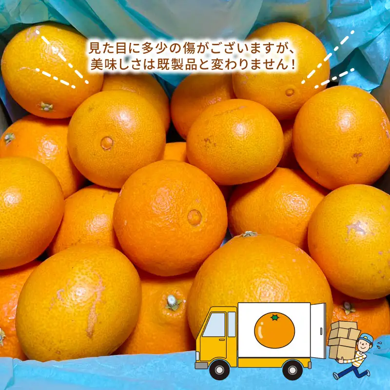 【紅まどんなと同品種】 訳あり みかん 愛果28号 まどんな ハウス栽培 約3kg ハマみかん 【 訳あり みかん 】 B010-075009