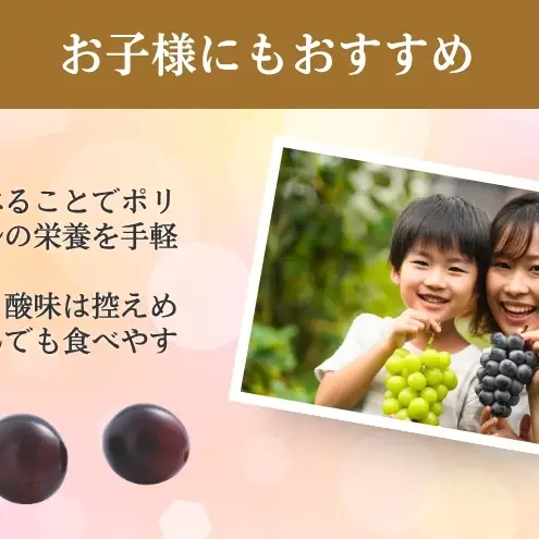 2026年産 ぶどう 長野 ナガノパープル 約1.2kg 2〜3房 特選 大粒 種なし 皮ごと 産地直送 フルーツ 果物 デザート おやつ 葡萄 長野パープル 秋 旬 旬の果物 旬のフルーツ 信州 信州産 長野県 長野県産 2026 2026年