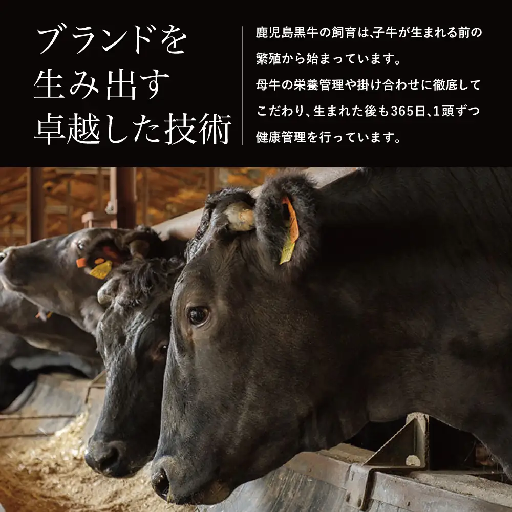 【和牛日本一】5等級 鹿児島黒牛サーロインステーキ 2枚 計400g（200g×2P） 牛肉 黒毛和牛 冷凍 バーベキュー BBQ JA食肉かごしま