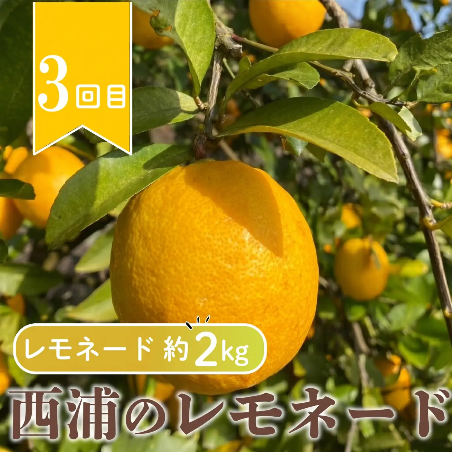 【 柑橘 定期便 】 訳あり 3回 定期便 由良 みかん 2.5kg 寿太郎 みかん 2.5kg レモネード 2kg 