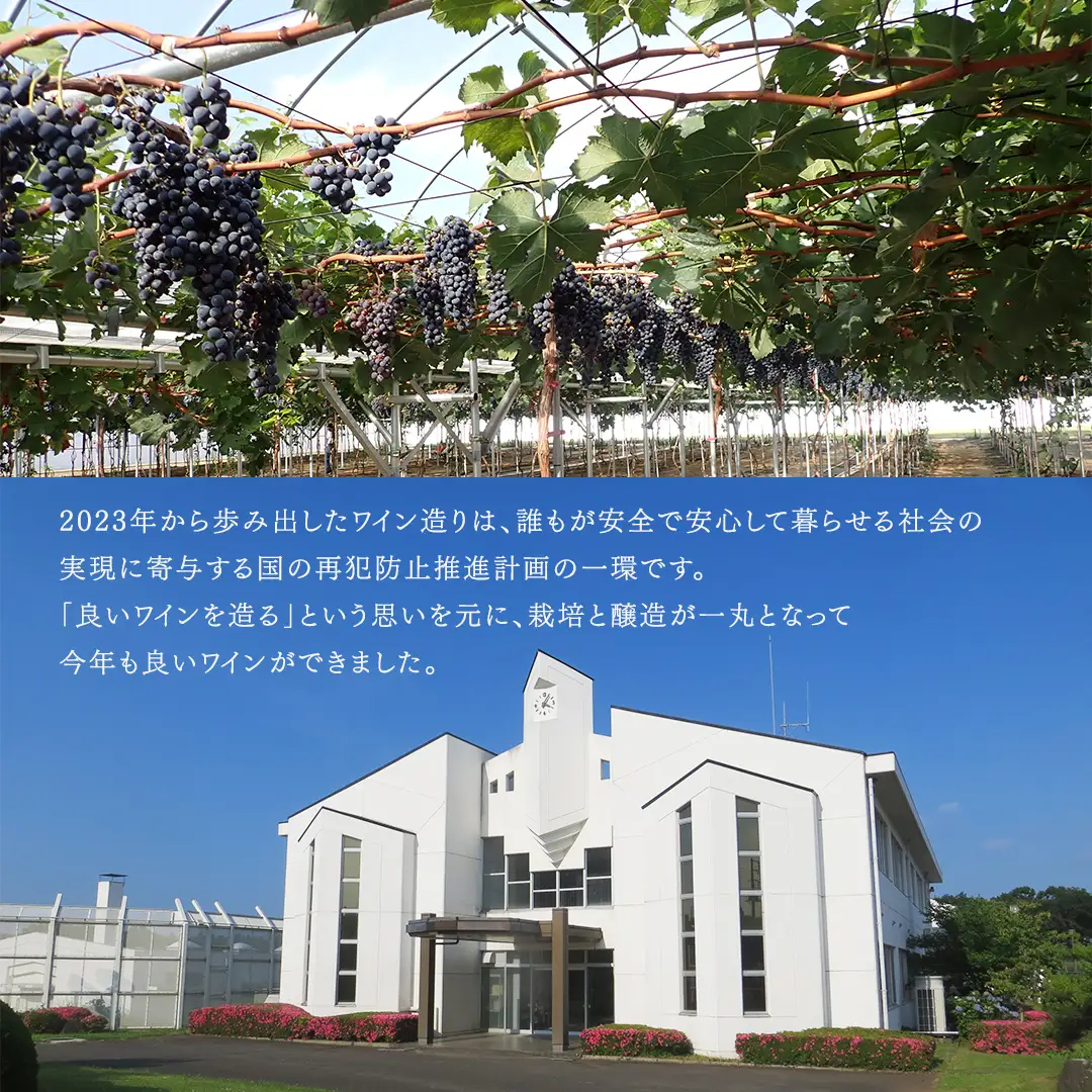牛久葡萄酒 メルロー 2025 ( 赤 ) 750ml 1本 【数量限定】 【日本ワイナリーアワード三ッ星受賞】 牛久シャトー