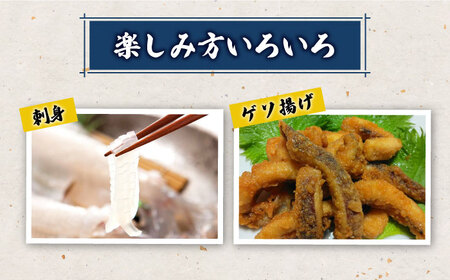 対馬産 アオリイカ 600g 海鮮 魚介 いか イカ 刺身 人気 おいしい おすすめ  [WAA028]