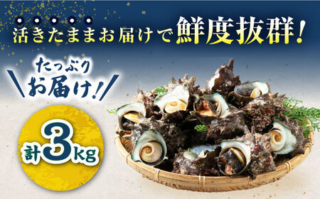 【先行日時予約】対馬産 活サザエ 3kgさざえ サザエ 刺し身 貝 [WAA032]