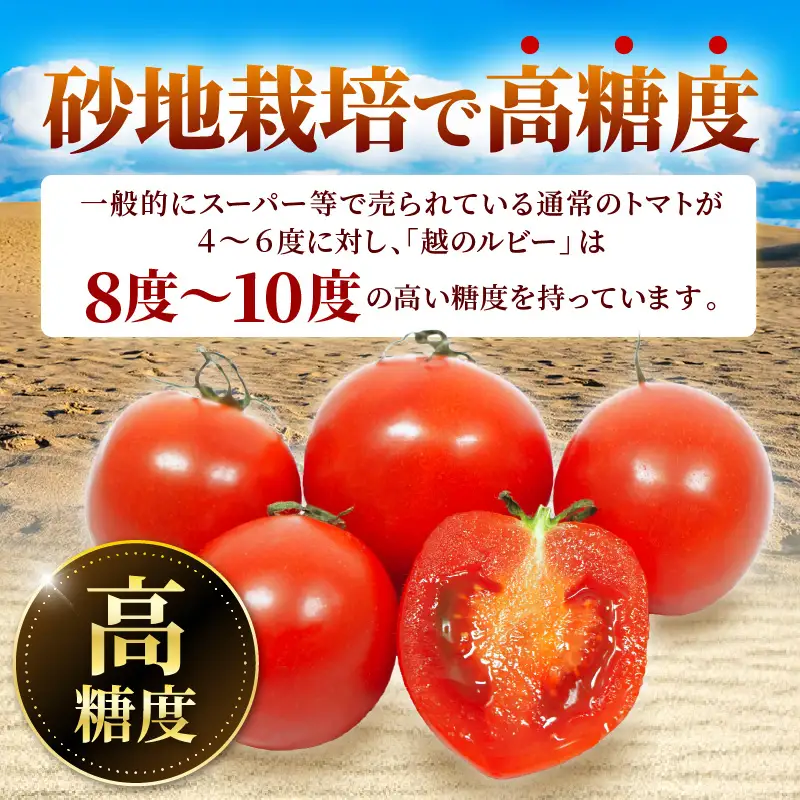 フルーツトマト 越のルビー 2kg 化粧箱入り 2026年10月上旬以降順次発送 とまと 野菜 [A-19103]